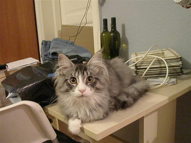 Maine Coon Anakin Skywalker billede 8