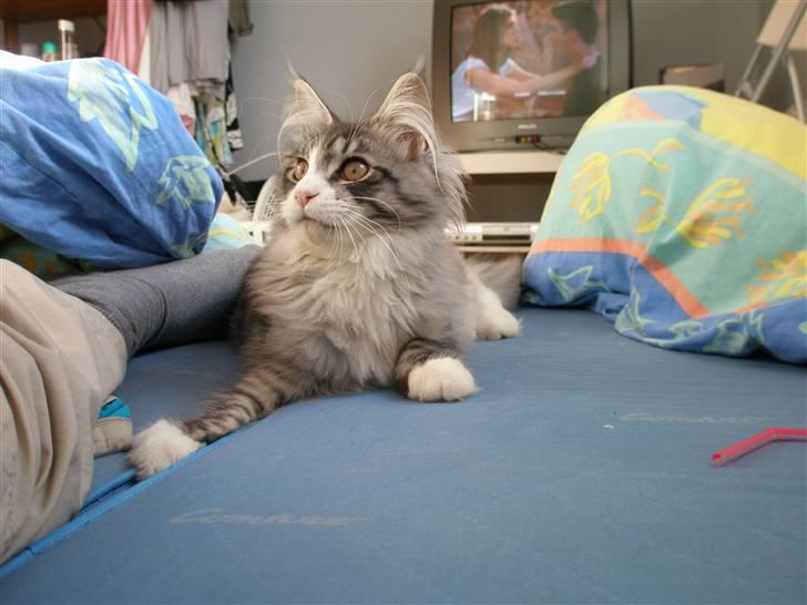 Maine Coon Anakin Skywalker billede 9