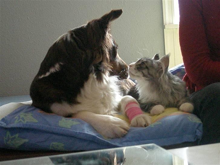 Maine Coon Anakin Skywalker billede 10