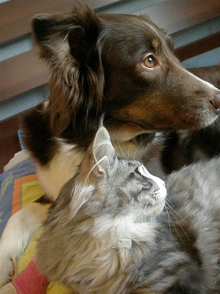 Maine Coon Anakin Skywalker billede 11