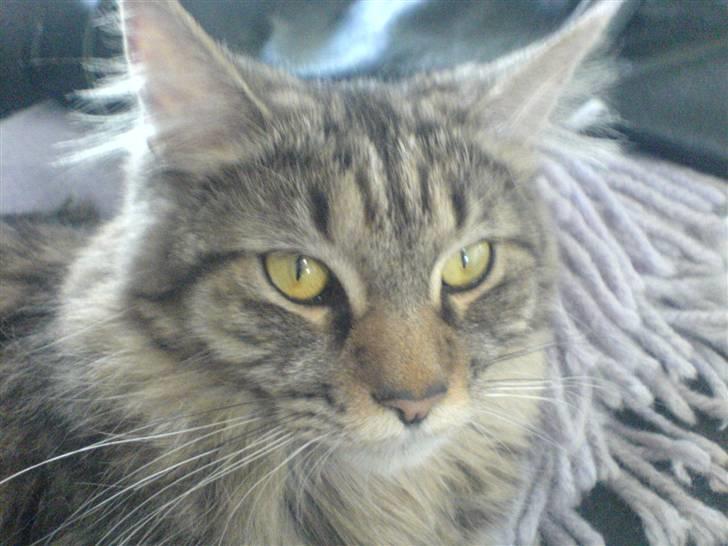 Maine Coon Kiwi - Kiwi billede 10