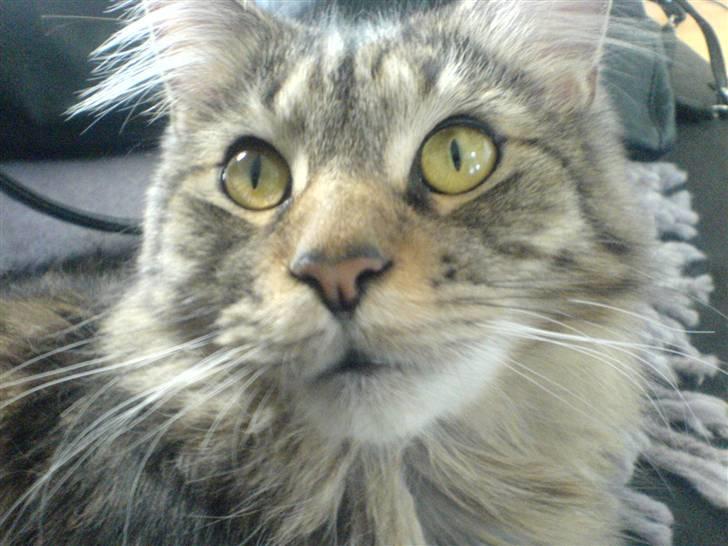 Maine Coon Kiwi - Tossehoved... billede 11