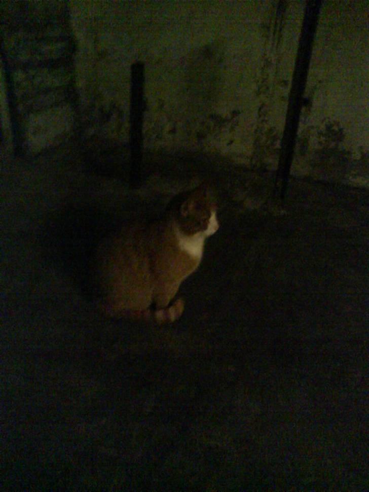 Blanding af racer Garfield billede 9