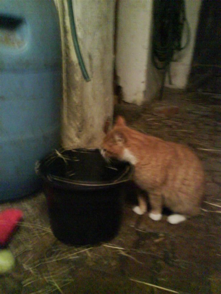 Blanding af racer Garfield billede 10