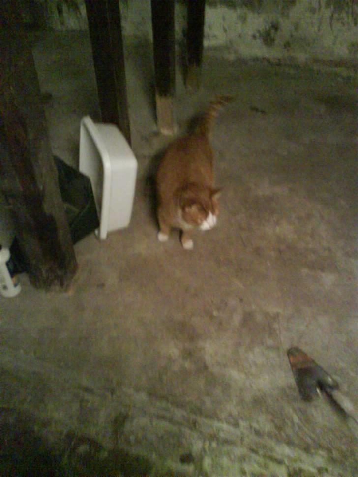 Blanding af racer Garfield - Shit! HVad var det?? billede 11