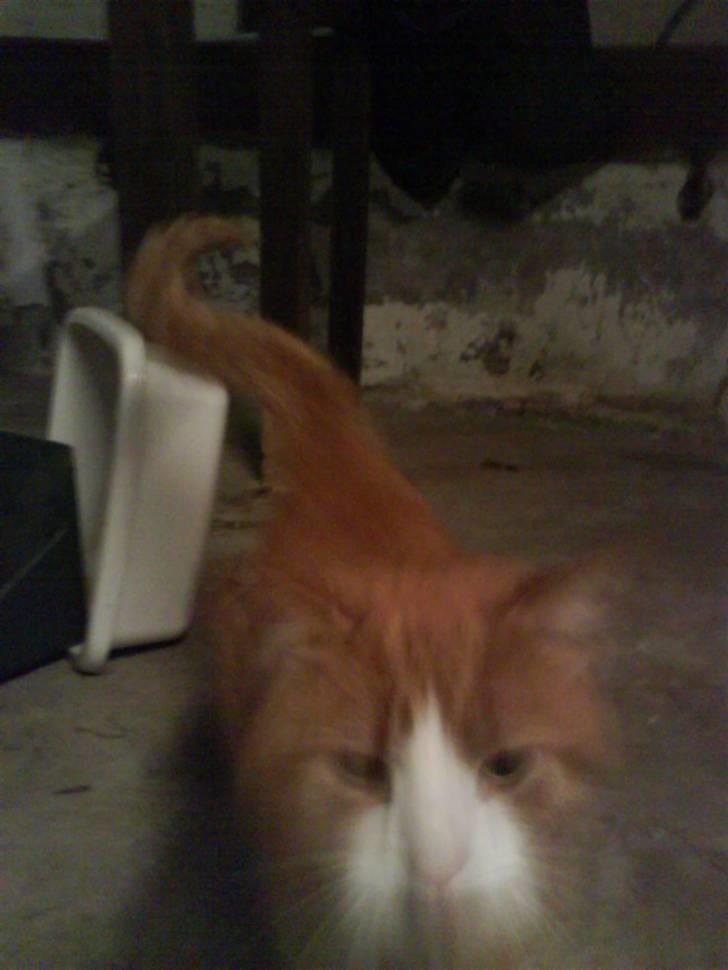 Blanding af racer Garfield - Ssssh siger "slangen" og ssnor ssig afsssted:-P billede 12