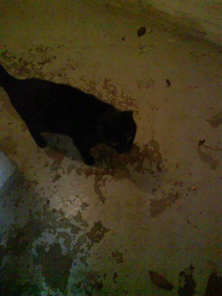 Blanding af racer Gismo billede 8