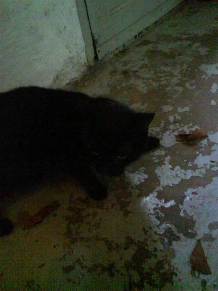 Blanding af racer Gismo billede 9