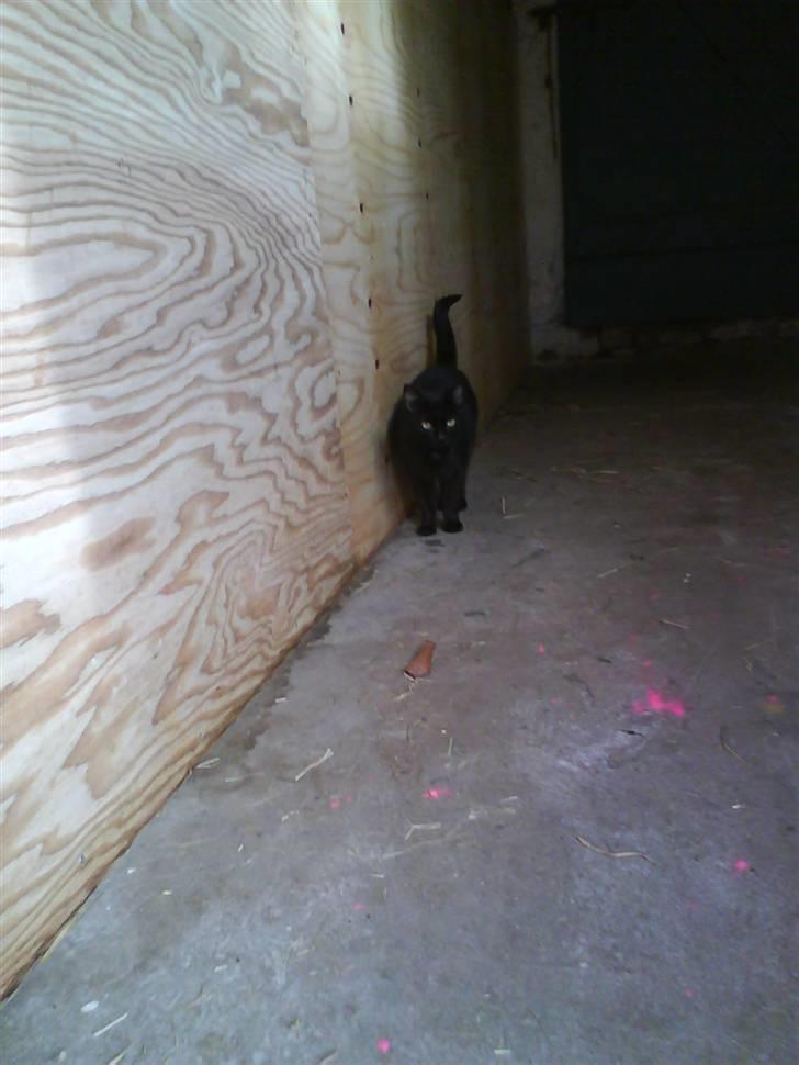 Blanding af racer Gismo billede 10