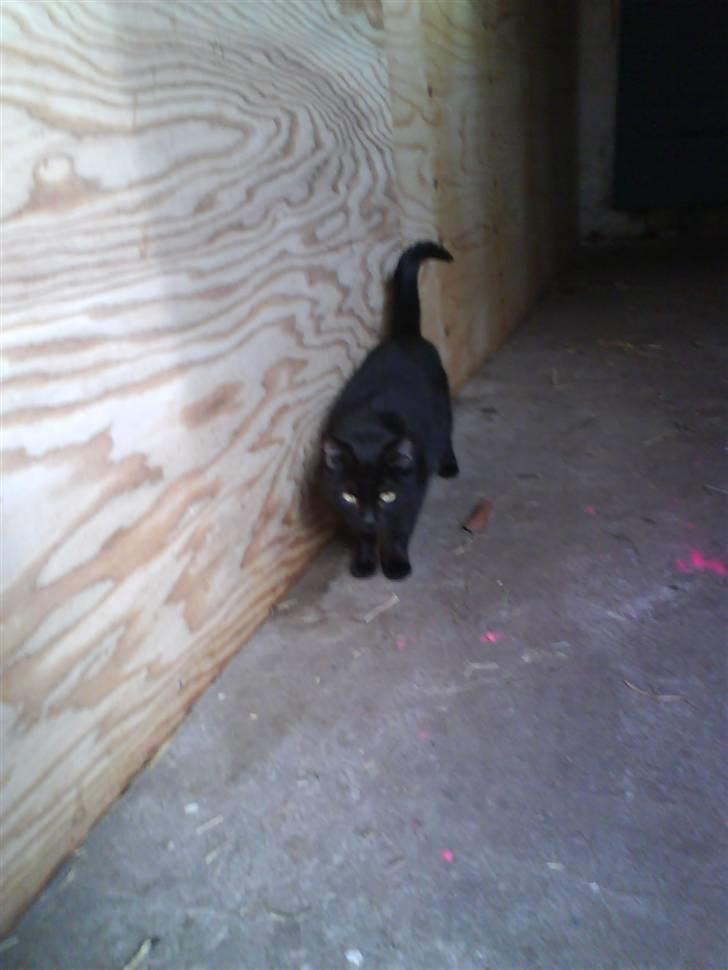 Blanding af racer Gismo - Tør man komme? billede 11