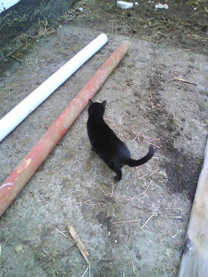 Blanding af racer Gismo - Skal man springe?? NEEJ!! billede 12