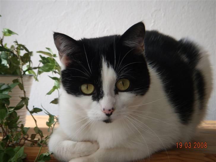 Huskat Mille - Velkommen til Mille`s galleri. Nye billeder af hende vil komme løbende, når hun gider og stille op for fotografen :-) billede 1