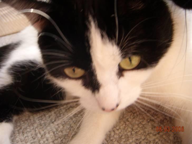 Huskat Mille billede 2