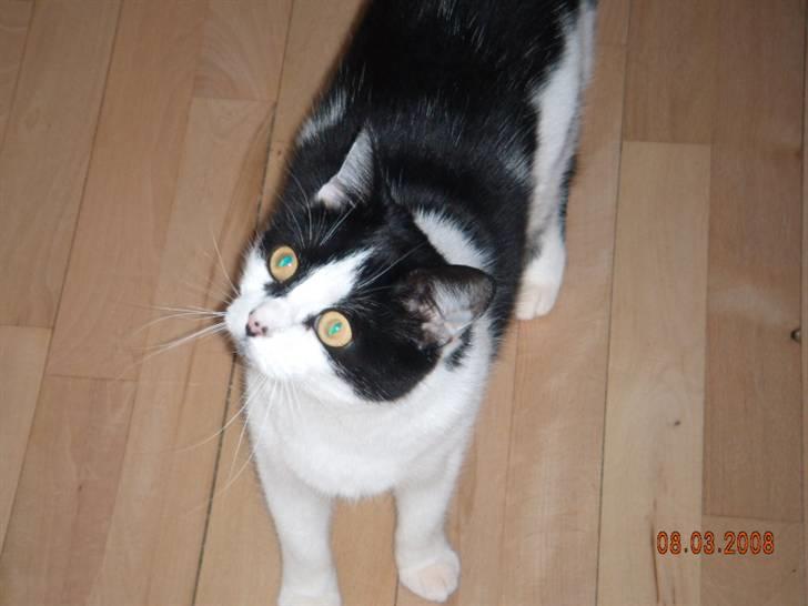 Huskat Mille billede 3