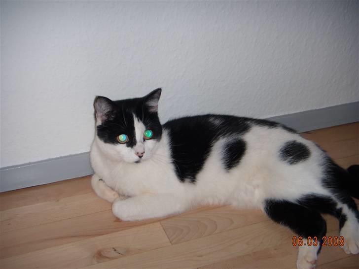 Huskat Mille billede 4