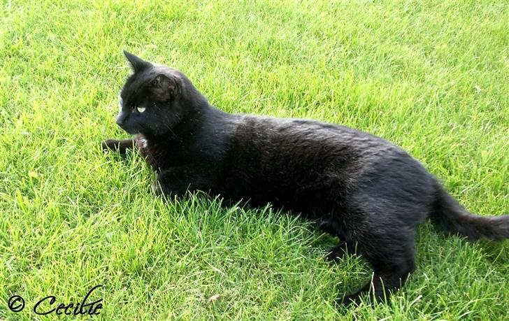 Huskat Laban. - Dejligt at slappe af. :D billede 1