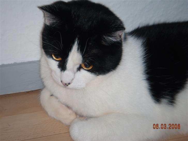 Huskat Mille billede 5