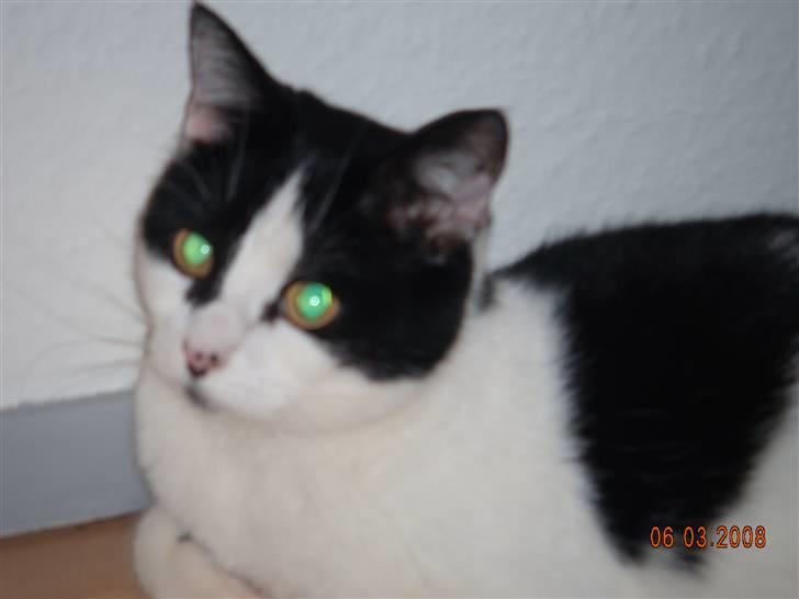 Huskat Mille billede 6