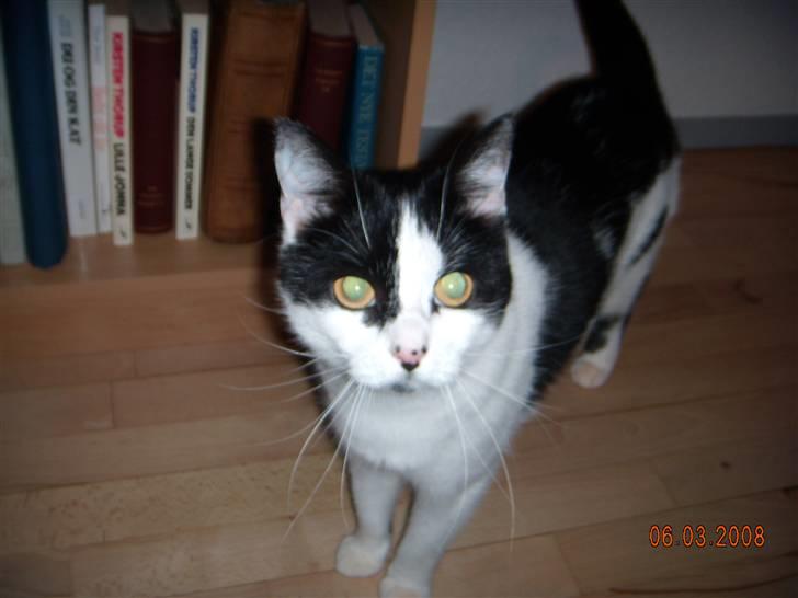 Huskat Mille billede 7