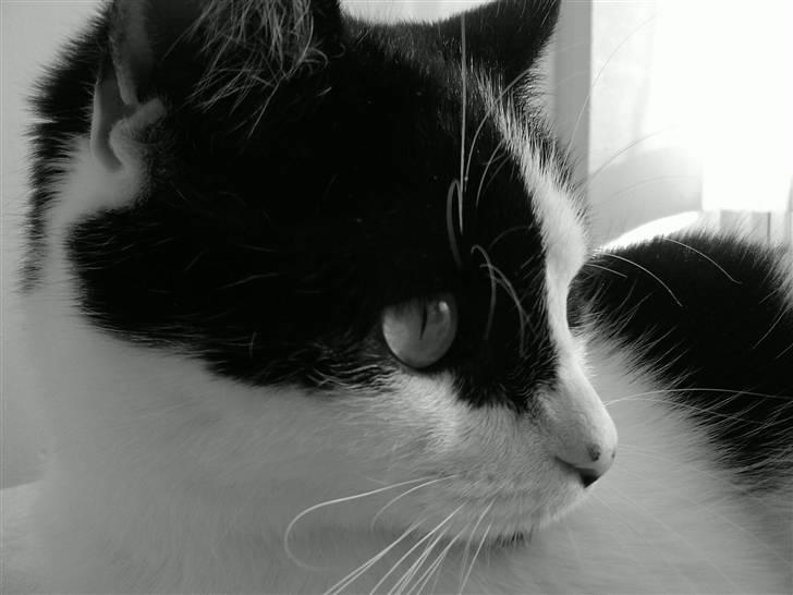 Huskat Mille billede 9