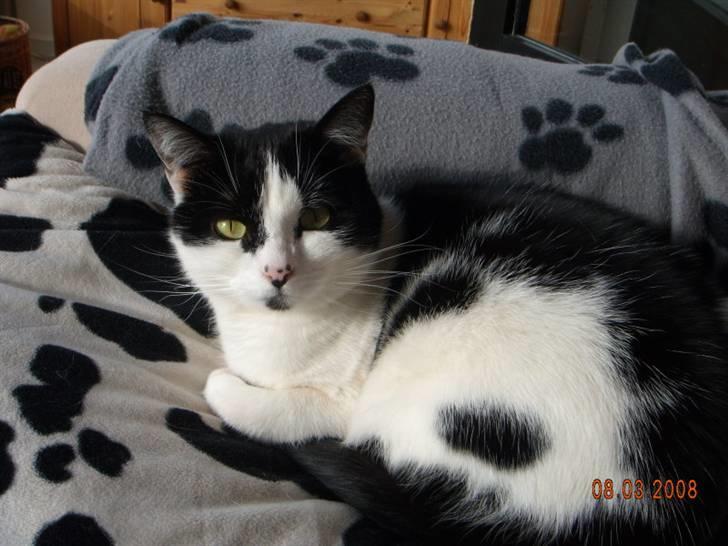 Huskat Mille billede 10