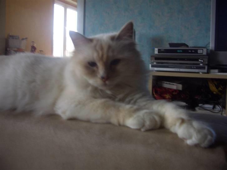 Hellig Birma SHIA  billede 13