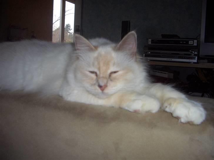 Hellig Birma SHIA  billede 14