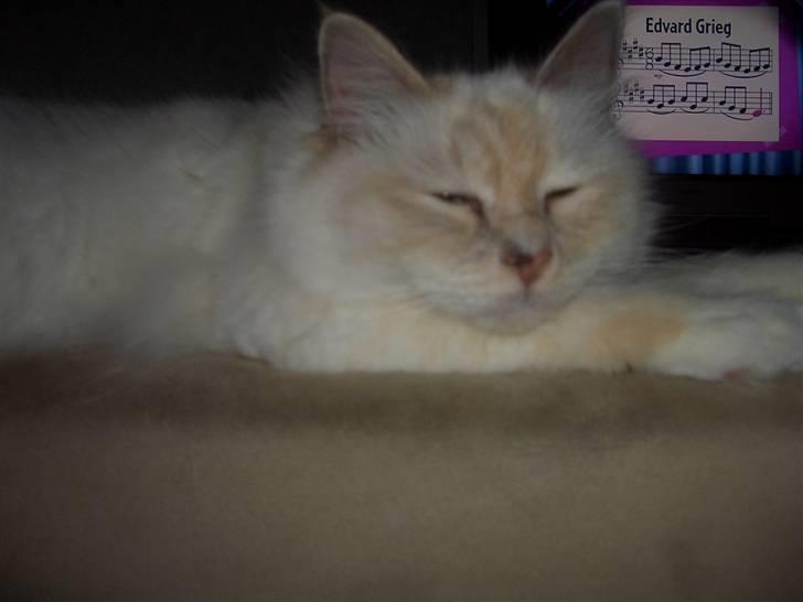 Hellig Birma SHIA  billede 15