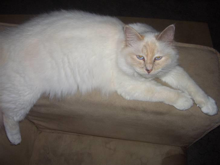 Hellig Birma SHIA  billede 16