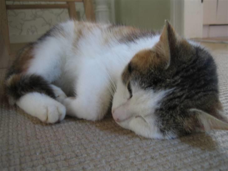 Huskat Lille My billede 4