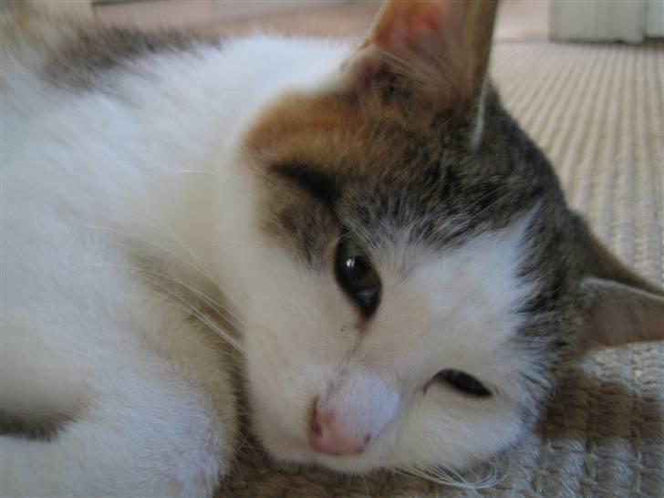 Huskat Lille My billede 5