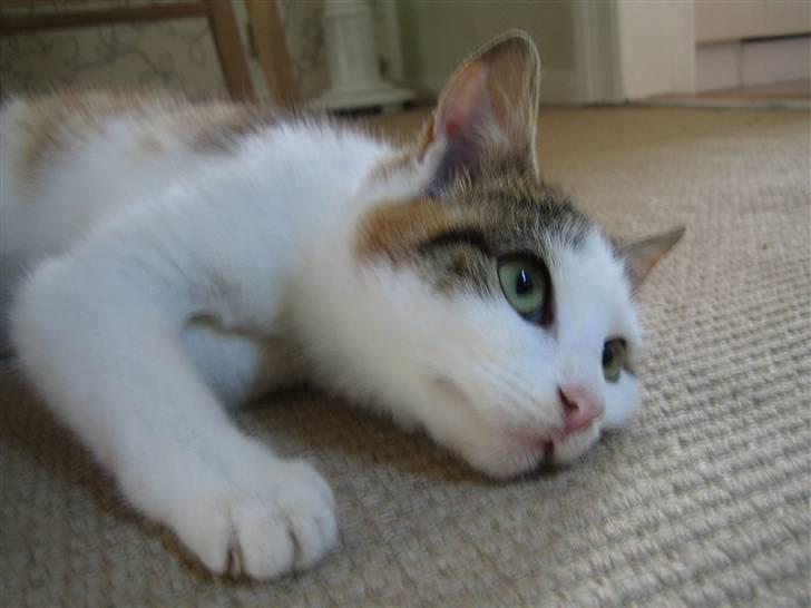 Huskat Lille My billede 6