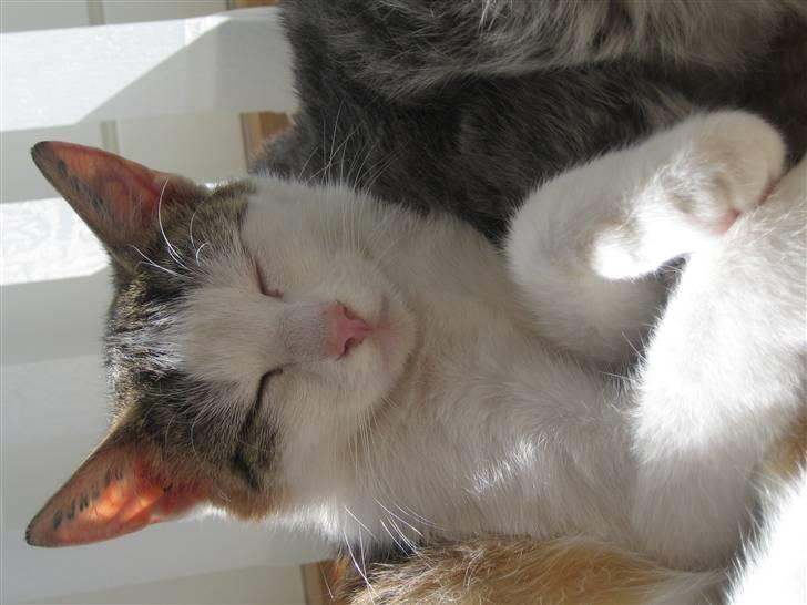 Huskat Lille My billede 7