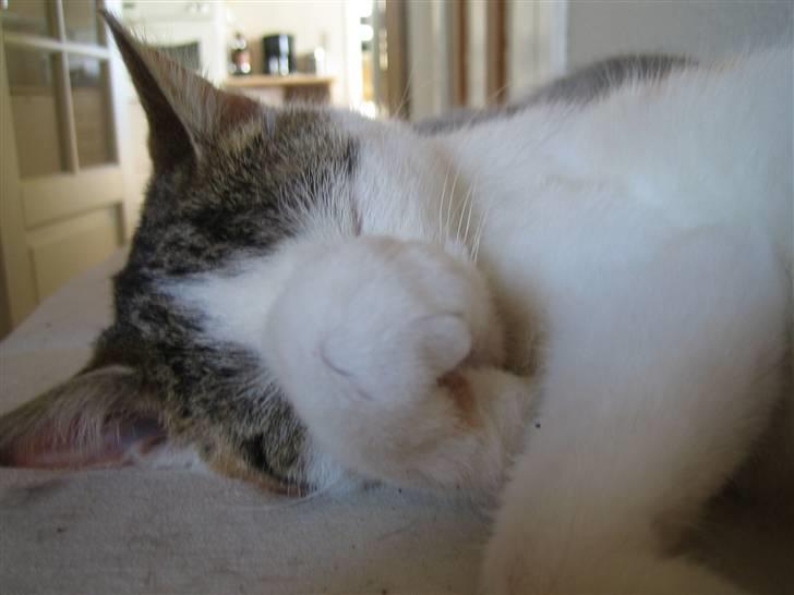 Huskat Lille My billede 8