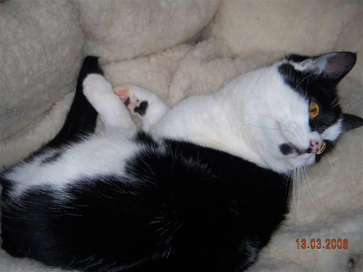 Huskat Mille billede 11