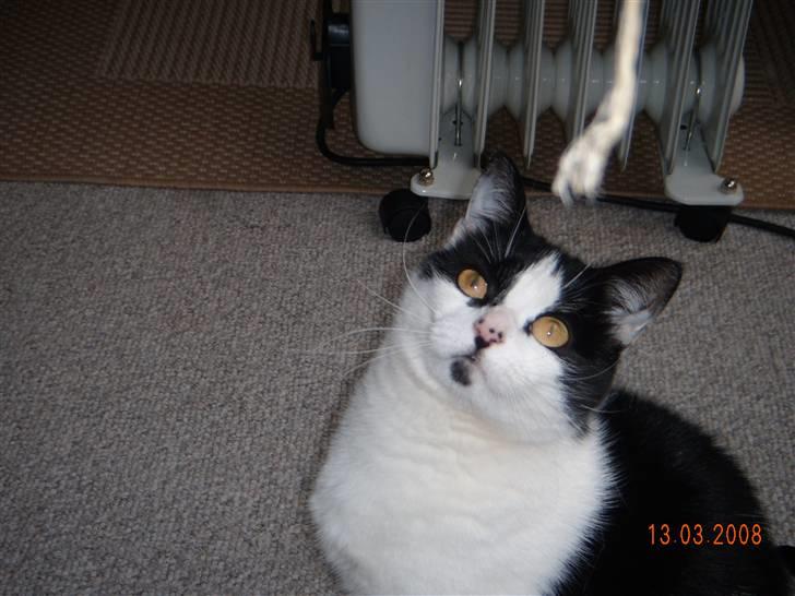 Huskat Mille billede 12