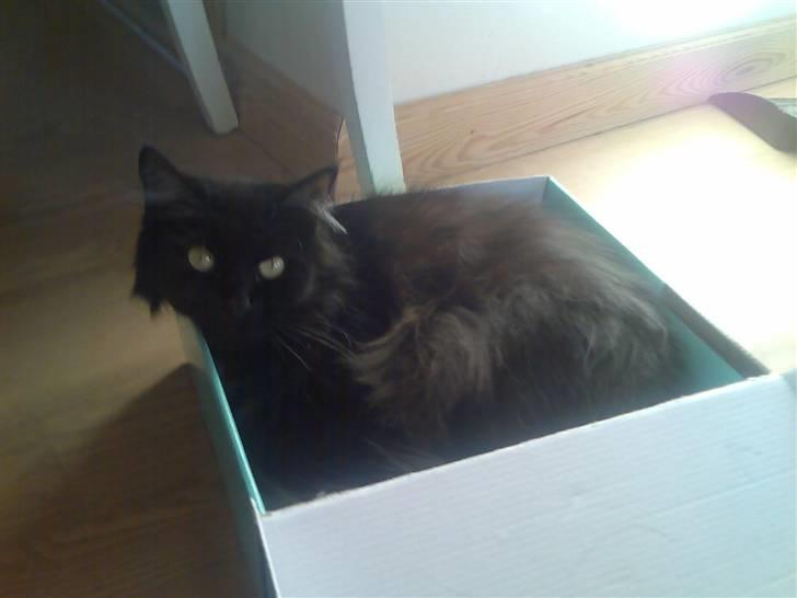 Maine Coon Mia R.I.P billede 12