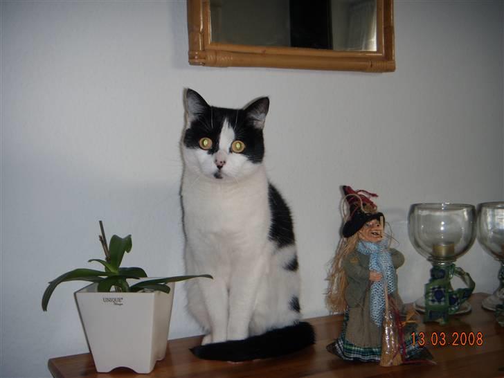 Huskat Mille billede 13