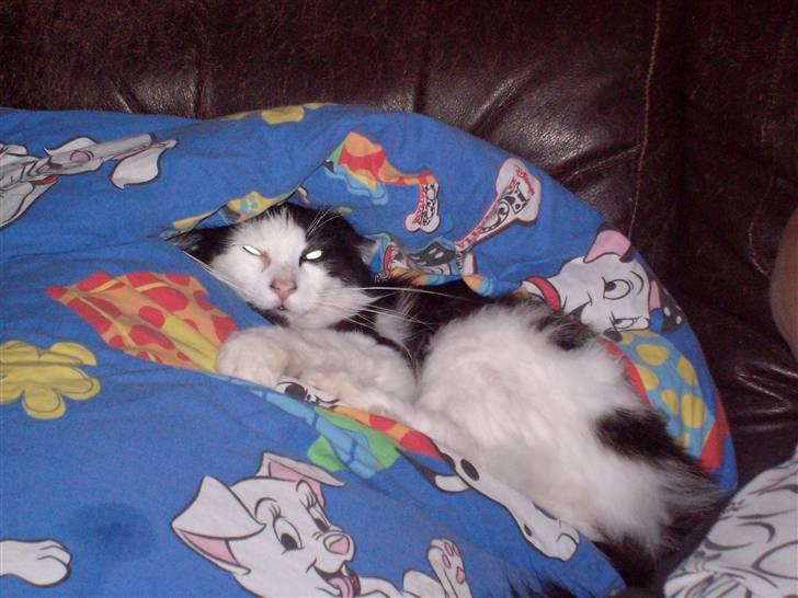 Blanding af racer Pussi - Pussi hygger under Sines dyne  billede 12