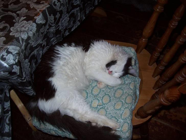 Blanding af racer Pussi - ah endelig et sted at sove billede 13