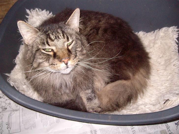 Maine Coon Digger    R:I:P: - Jeg fik kurven først  billede 10