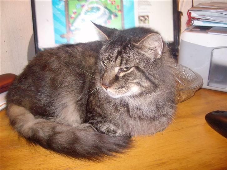 Maine Coon Digger    R:I:P: billede 11