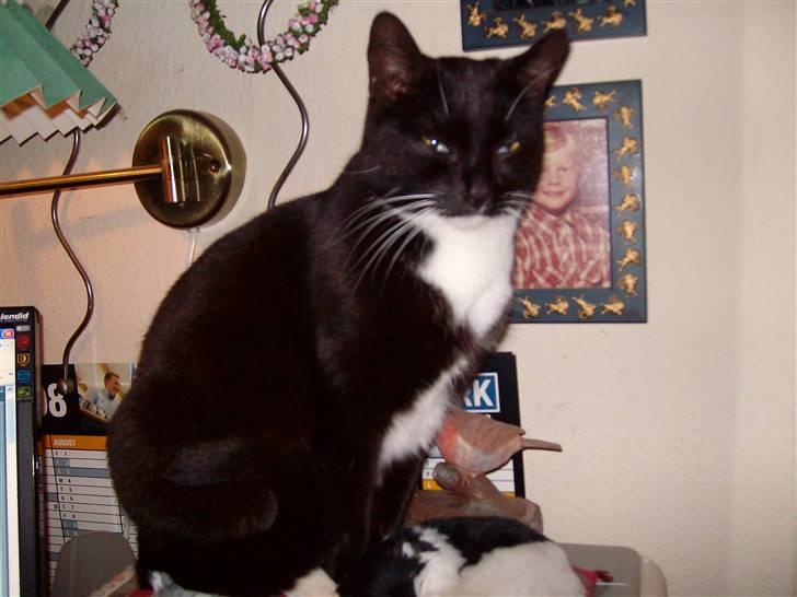 Blanding af racer fie - Dejlige Fie der vil hjælpe mor ,ved computer billede 6