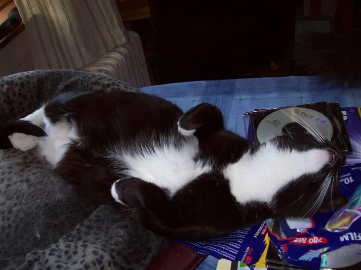 Blanding af racer fie - Fie forstår at nyde livet  billede 7