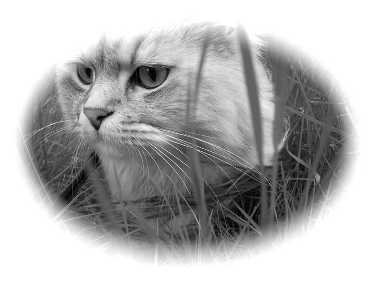 Blanding af racer Oliver billede 7