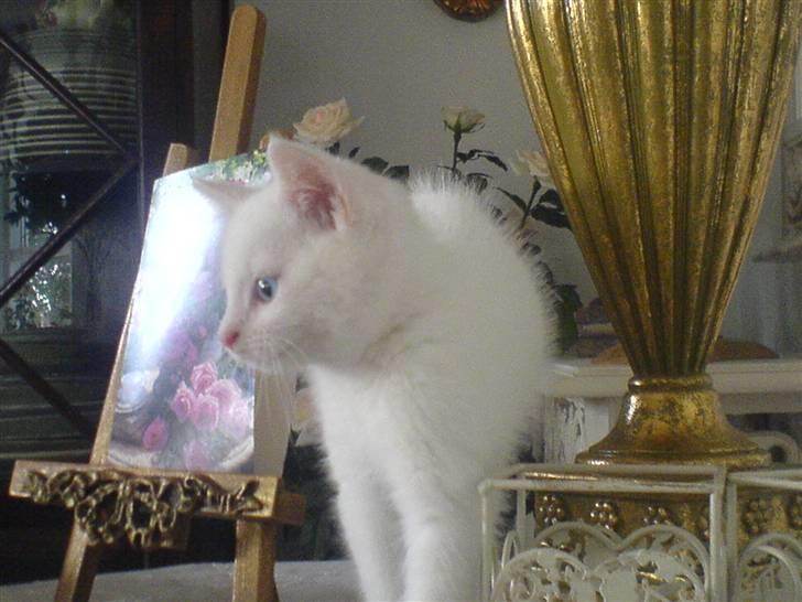 Huskat Lauritz billede 1