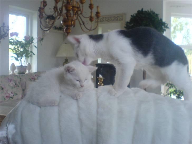 Huskat Lauritz billede 2