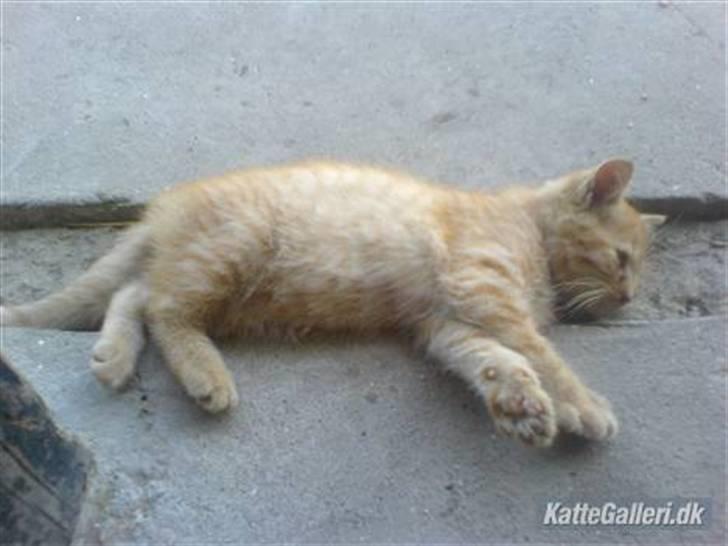 Huskat Røde-mis - Zzzzzzzz.... sover lige :o) billede 15