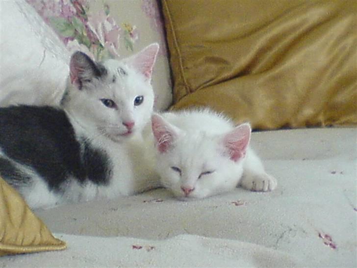 Huskat Lauritz billede 3