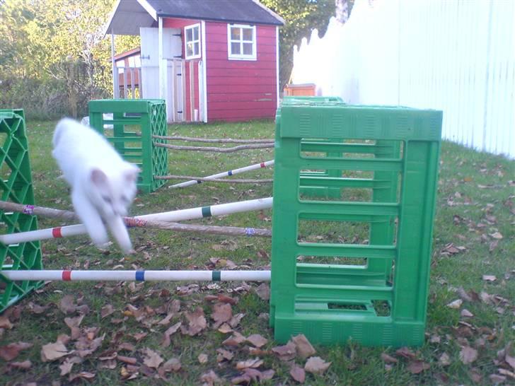 Huskat Lauritz billede 4